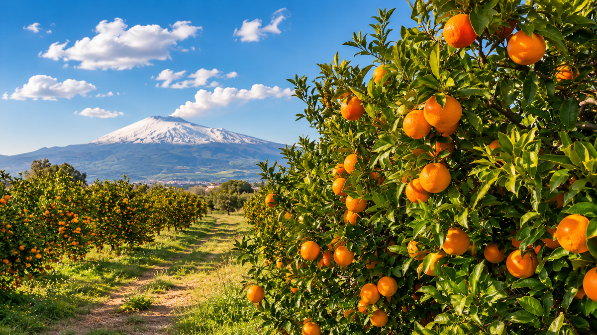Agrumeto siciliano con aranci maturi e Etna sullo sfondo